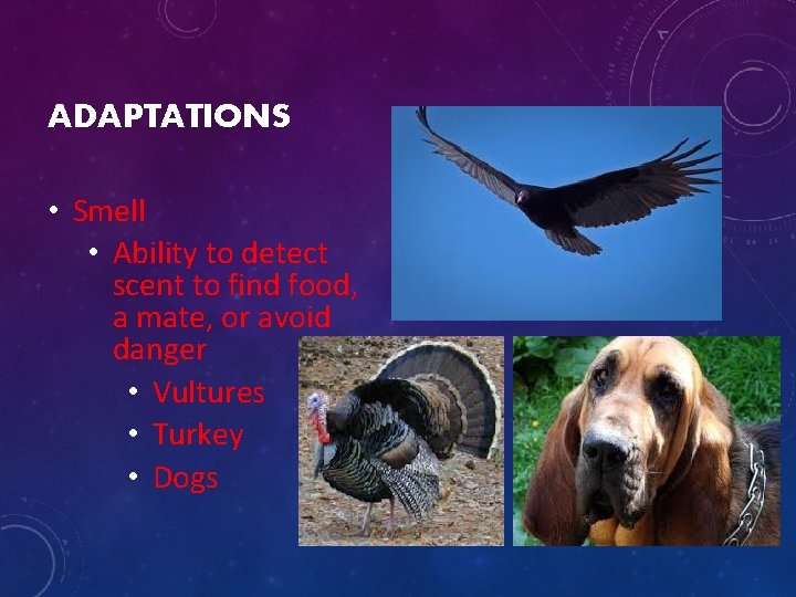 ADAPTATIONS • Smell • Ability to detect scent to find food, a mate, or