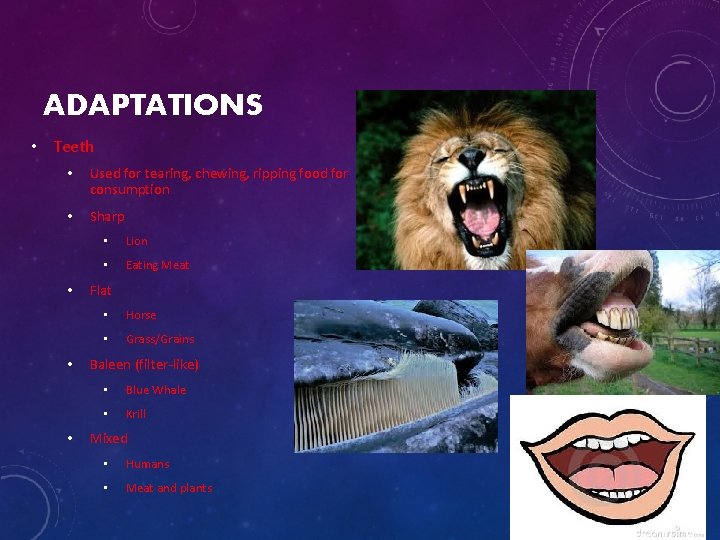 ADAPTATIONS • Teeth • Used for tearing, chewing, ripping food for consumption • Sharp