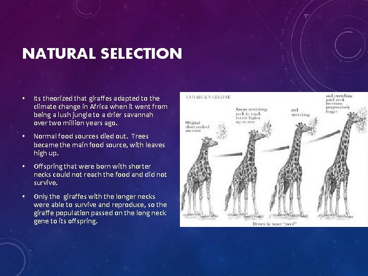 NATURAL SELECTION • Its theorized that giraffes adapted to the climate change in Africa