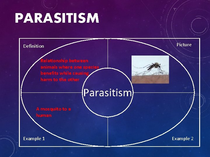 PARASITISM Picture Definition Relationship between animals where one species benefits while causing harm to
