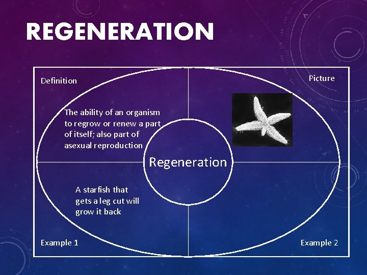 REGENERATION Picture Definition The ability of an organism to regrow or renew a part