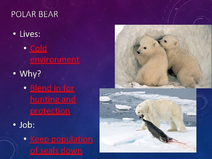POLAR BEAR • Lives: • Cold environment • Why? • Blend in for hunting