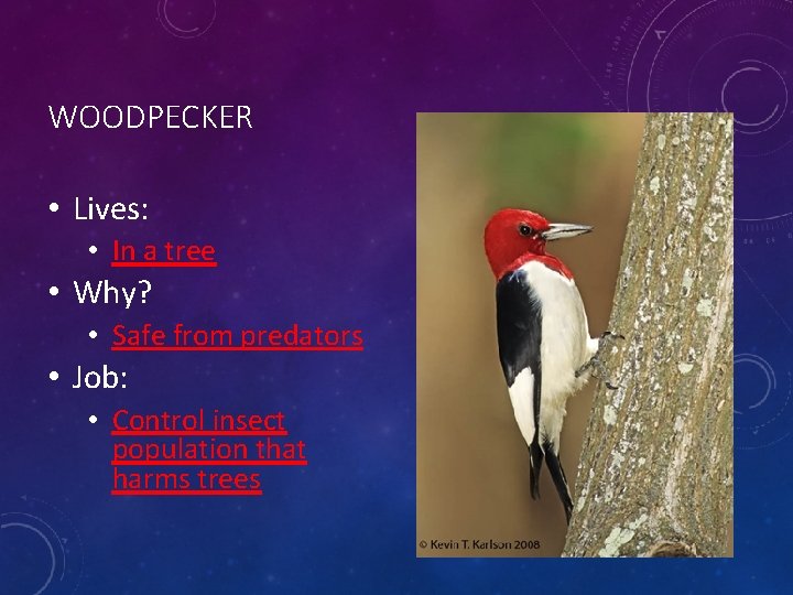 WOODPECKER • Lives: • In a tree • Why? • Safe from predators •