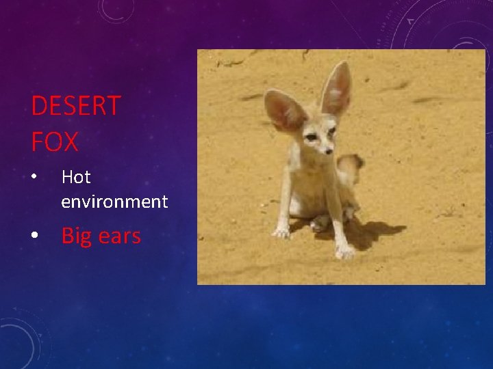 DESERT FOX • Hot environment • Big ears 