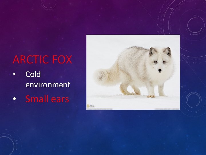 ARCTIC FOX • Cold environment • Small ears 