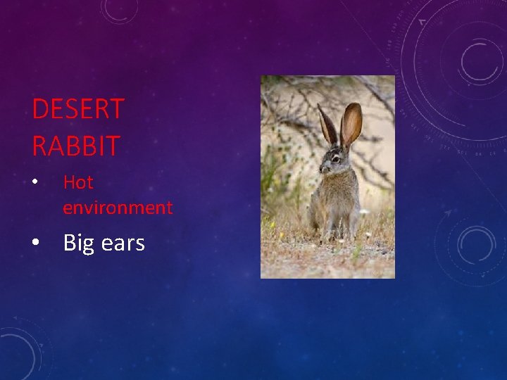 DESERT RABBIT • Hot environment • Big ears 
