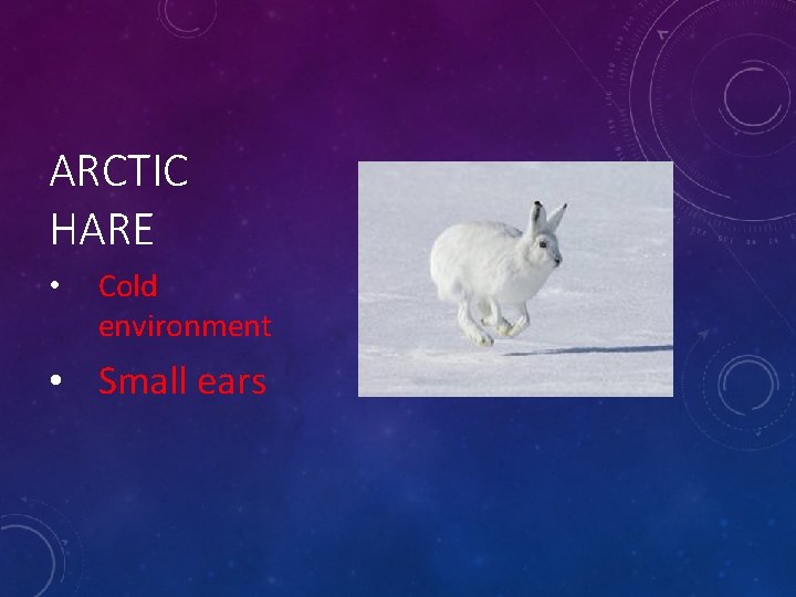 ARCTIC HARE • Cold environment • Small ears 