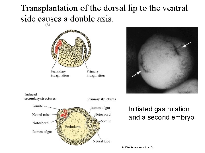 Transplantation of the dorsal lip to the ventral side causes a double axis. Initiated