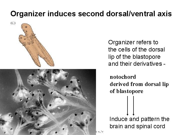 Organizer induces second dorsal/ventral axis Organizer refers to the cells of the dorsal lip