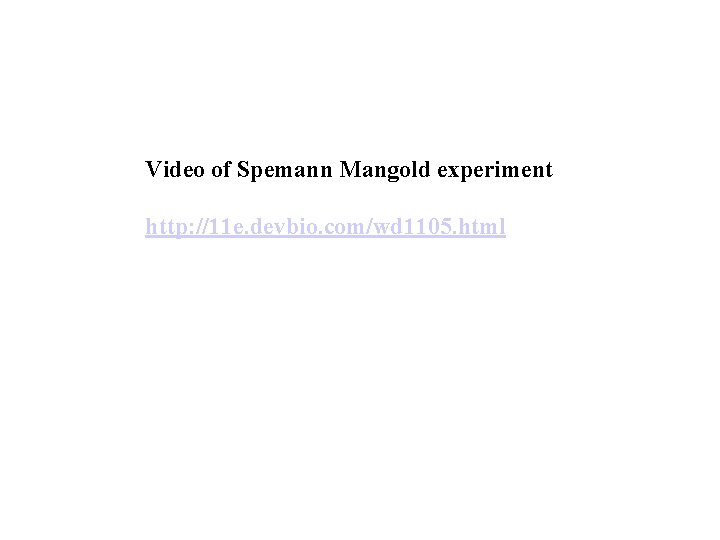 Video of Spemann Mangold experiment http: //11 e. devbio. com/wd 1105. html 