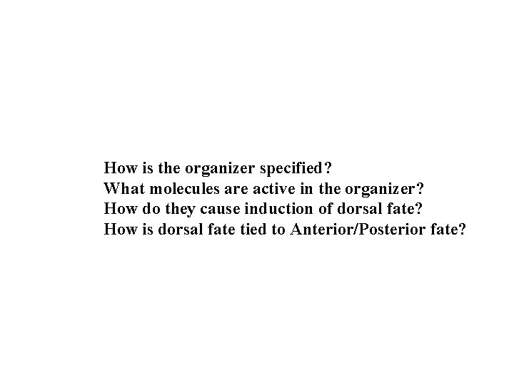 How is the organizer specified? What molecules are active in the organizer? How do