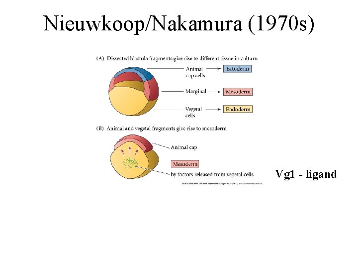 Nieuwkoop/Nakamura (1970 s) Vg 1 - ligand 