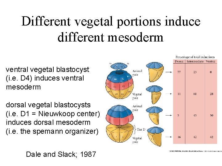 Different vegetal portions induce different mesoderm ventral vegetal blastocyst (i. e. D 4) induces