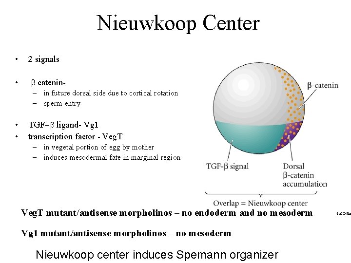 Nieuwkoop Center • 2 signals • b catenin– in future dorsal side due to