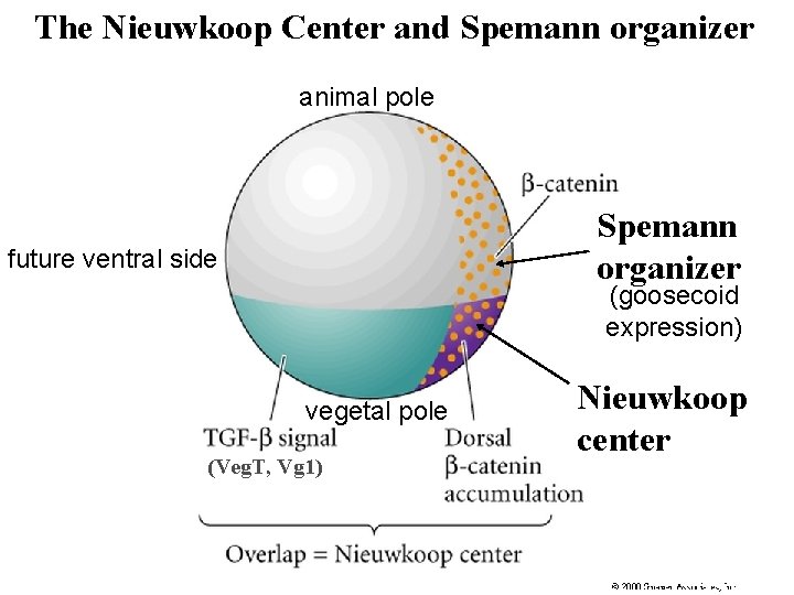 The Nieuwkoop Center and Spemann organizer animal pole Spemann organizer future ventral side (goosecoid