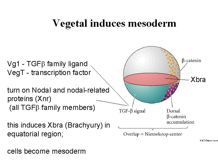 Vegetal induces mesoderm Vg 1 - TGFb family ligand Veg. T - transcription factor