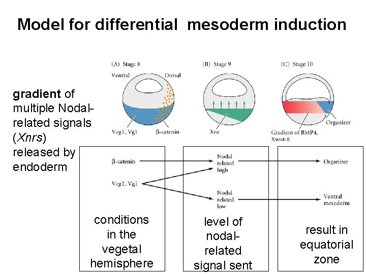 Model for differential mesoderm induction gradient of multiple Nodalrelated signals (Xnrs) released by endoderm