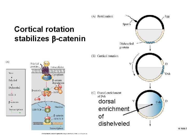 Cortical rotation stabilizes b-catenin dorsal enrichment of dishelveled 