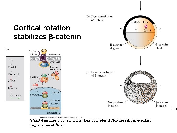 Cortical rotation stabilizes b-catenin GSK 3 degrades b-cat ventrally; Dsh degrades GSK 3 dorsally