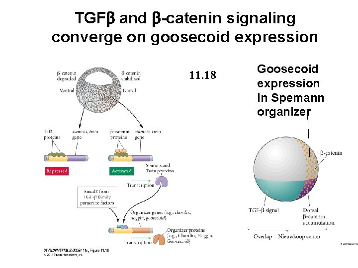 TGFb and b-catenin signaling converge on goosecoid expression 11. 18 Goosecoid expression in Spemann