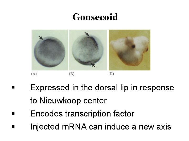 Goosecoid § Expressed in the dorsal lip in response to Nieuwkoop center § Encodes