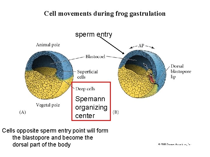 Cell movements during frog gastrulation sperm entry Spemann organizing center Cells opposite sperm entry