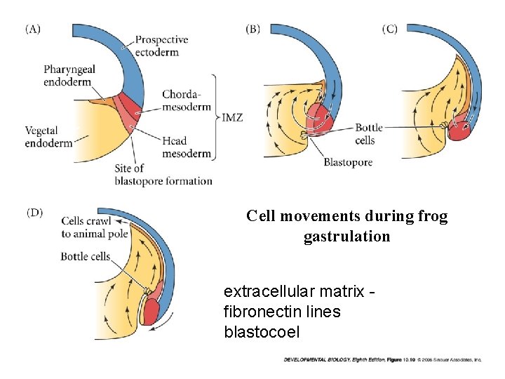 Cell movements during frog gastrulation extracellular matrix fibronectin lines blastocoel 