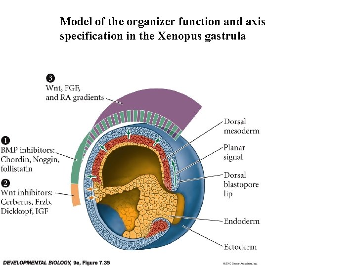 Model of the organizer function and axis specification in the Xenopus gastrula 