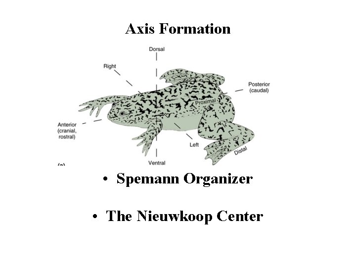 Axis Formation • Spemann Organizer • The Nieuwkoop Center 