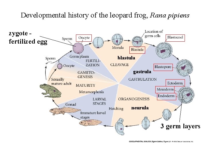 Developmental history of the leopard frog, Rana pipiens zygote - fertilized egg blastula gastrula