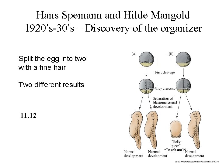 Hans Spemann and Hilde Mangold 1920’s-30’s – Discovery of the organizer Split the egg