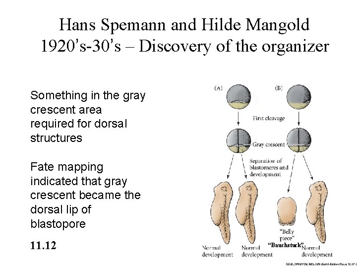 Hans Spemann and Hilde Mangold 1920’s-30’s – Discovery of the organizer Something in the