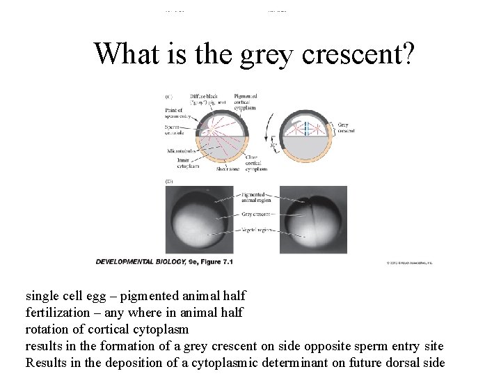 What is the grey crescent? single cell egg – pigmented animal half fertilization –