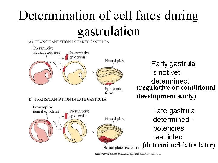 Determination of cell fates during gastrulation Early gastrula is not yet determined. (regulative or