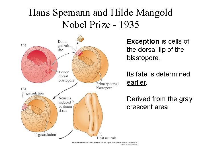 Hans Spemann and Hilde Mangold Nobel Prize - 1935 Exception is cells of the