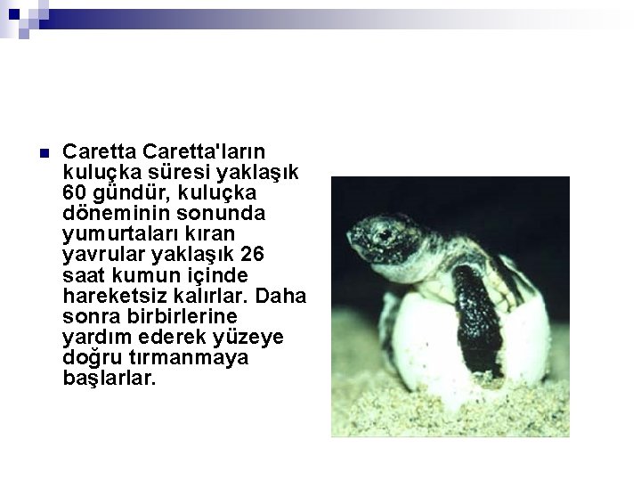 n Caretta'ların kuluçka süresi yaklaşık 60 gündür, kuluçka döneminin sonunda yumurtaları kıran yavrular yaklaşık