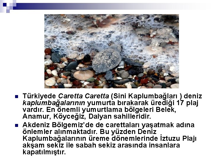 n n Türkiyede Caretta (Sini Kaplumbağları ) deniz kaplumbağalarının yumurta bırakarak ürediği 17 plaj