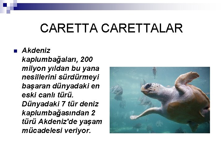 CARETTALAR n Akdeniz kaplumbağaları, 200 milyon yıldan bu yana nesillerini sürdürmeyi başaran dünyadaki en