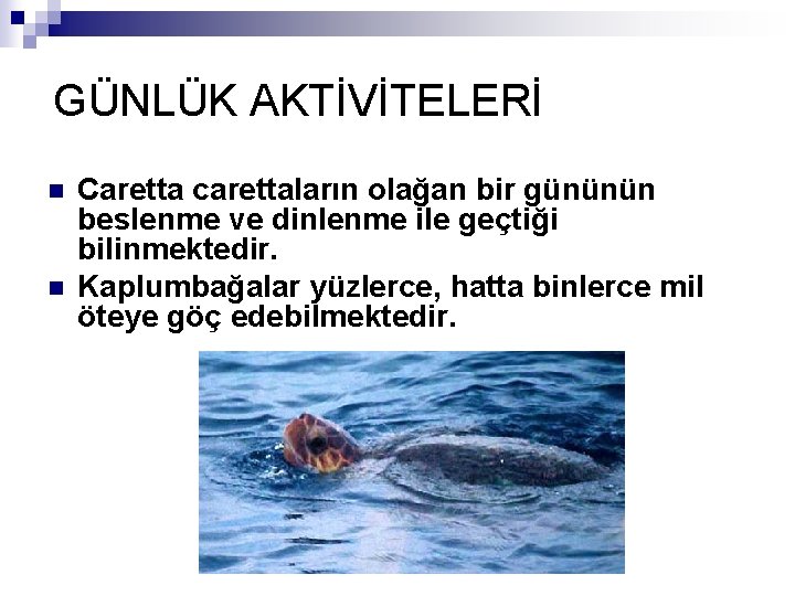 GÜNLÜK AKTİVİTELERİ n n Caretta carettaların olağan bir gününün beslenme ve dinlenme ile geçtiği