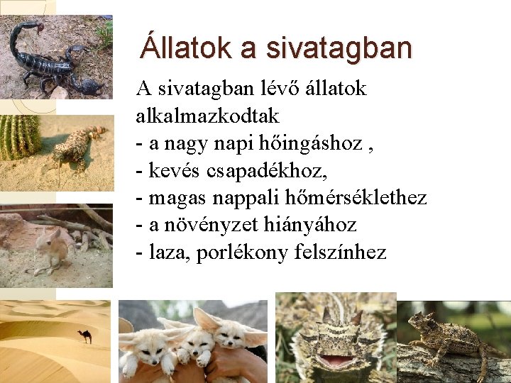 Állatok a sivatagban A sivatagban lévő állatok alkalmazkodtak - a nagy napi hőingáshoz ,