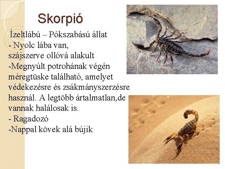 Skorpió Ízeltlábú – Pókszabású állat - Nyolc lába van, szájszerve ollóvá alakult -Megnyúlt potrohának