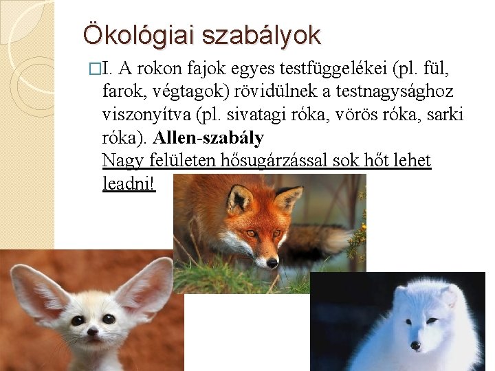 Ökológiai szabályok �I. A rokon fajok egyes testfüggelékei (pl. fül, farok, végtagok) rövidülnek a