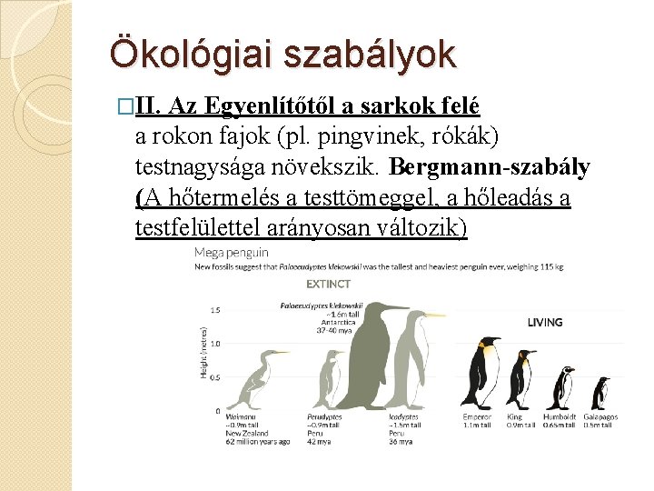 Ökológiai szabályok �II. Az Egyenlítőtől a sarkok felé a rokon fajok (pl. pingvinek, rókák)