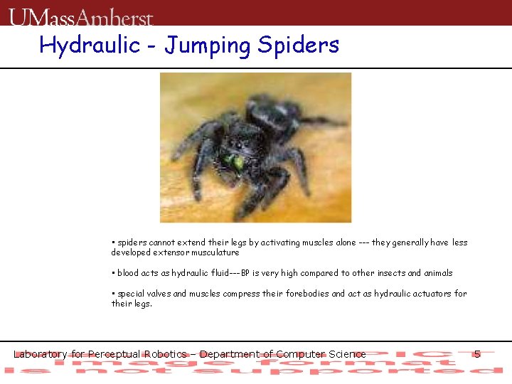 Hydraulic - Jumping Spiders • spiders cannot extend their legs by activating muscles alone
