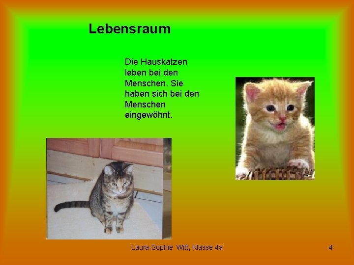 Lebensraum Die Hauskatzen leben bei den Menschen. Sie haben sich bei den Menschen eingewöhnt.