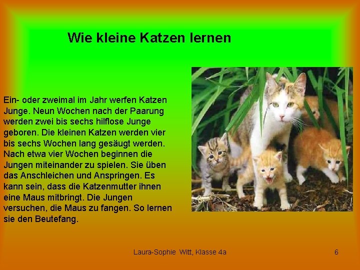 Wie kleine Katzen lernen Ein- oder zweimal im Jahr werfen Katzen Junge. Neun Wochen