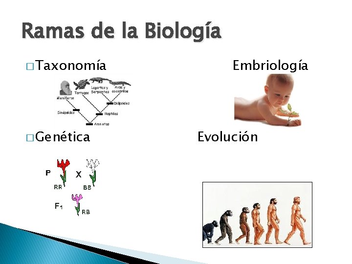 Ramas de la Biología � Taxonomía � Genética Embriología Evolución 