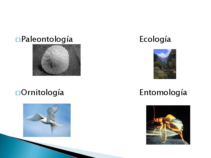 � Paleontología Ecología � Ornitología Entomología 