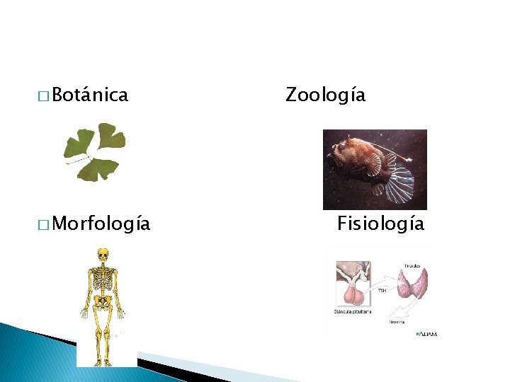 � Botánica � Morfología Zoología Fisiología 