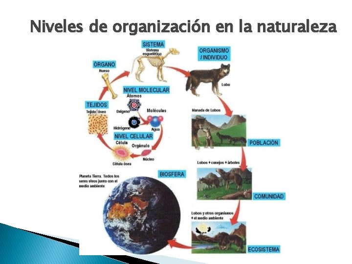 Niveles de organización en la naturaleza 